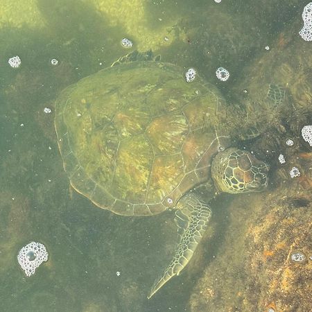 فيلا Refugio Na Frente Do Mar Em Ilha De Araujo باراتي المظهر الخارجي الصورة